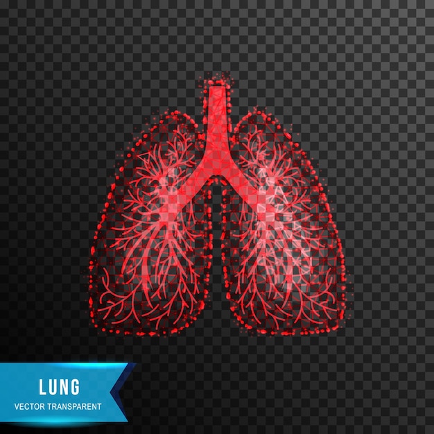 Lung from connecting dot and line light effect vector illustration isolated on transparent background