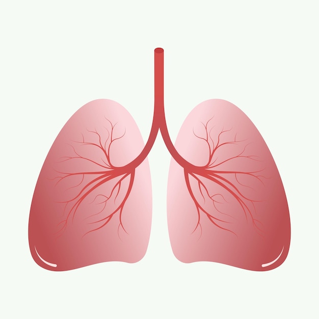 Lungs vector illustration blank graphic background