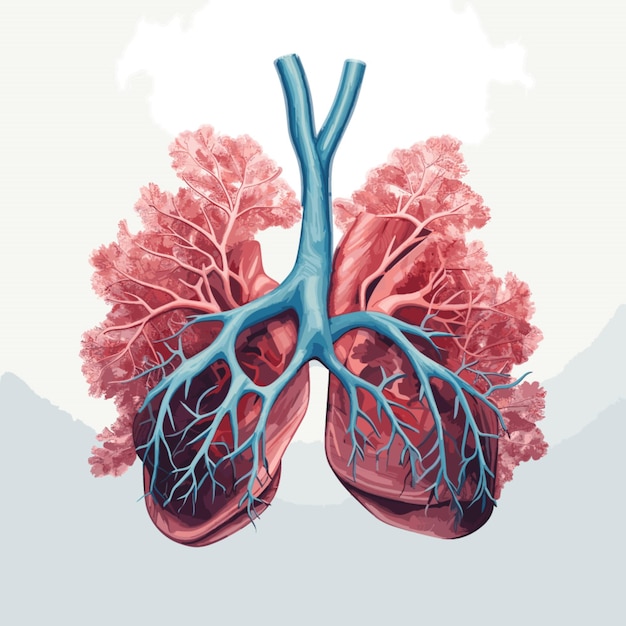 lungs vector on white background