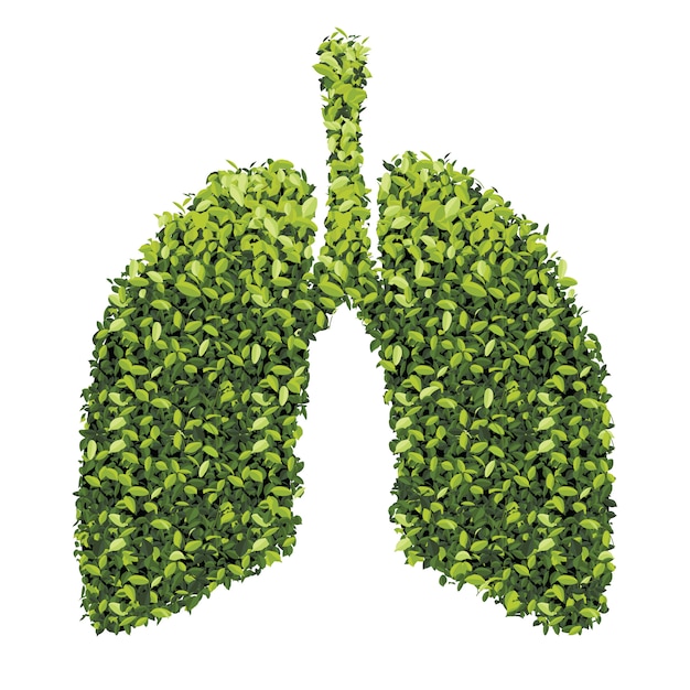 Lungs with Green leaf