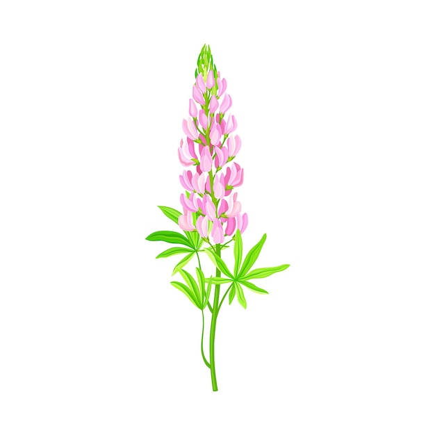 Vector lupin or lupine flowering plant with palmately green leaves and lilac dense flower whorl vector illustration