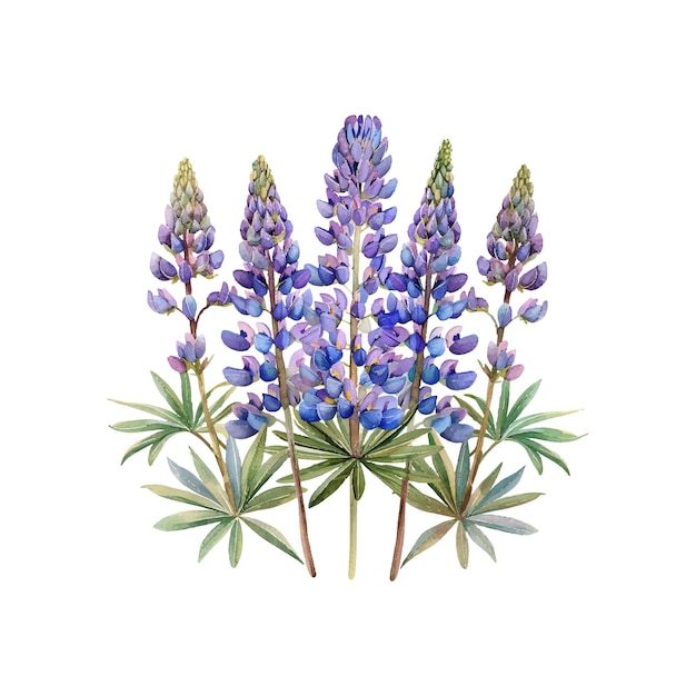 Vector lupine flower vector illustration in watercolor style