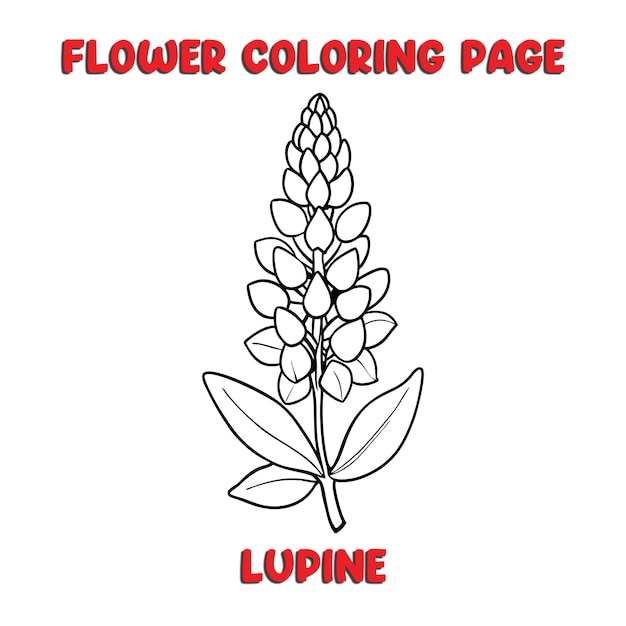 Vector lupine flowers coloring book for kids