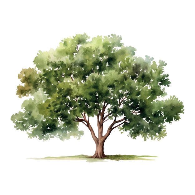 Lush watercolor tree illustration