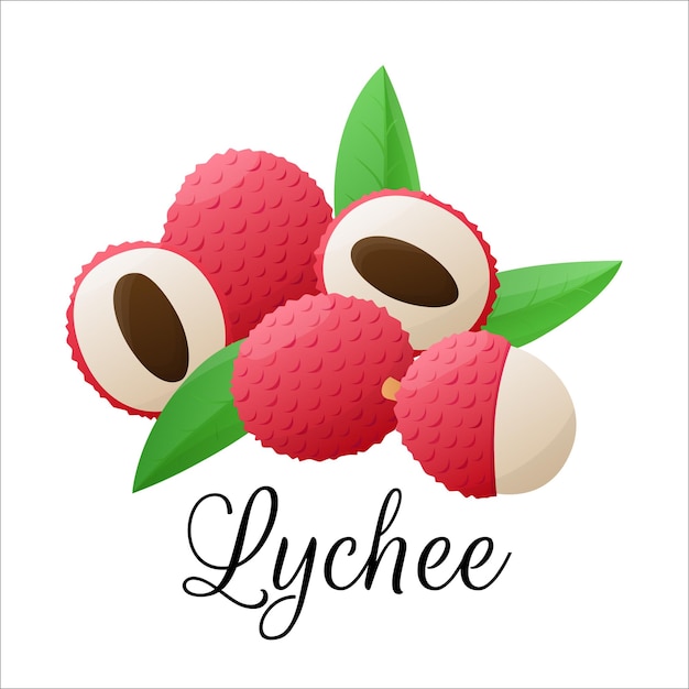 Lychee fruit drawings summer tropical and vegetarian food for healthy lifestyle vector illustration