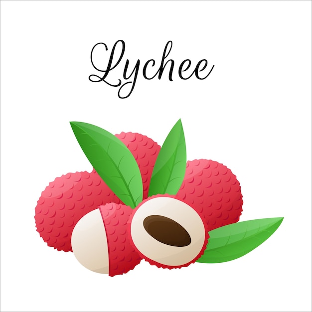 Lychee fruit drawings Summer tropical and vegetarian food for healthy lifestyle vector illustration