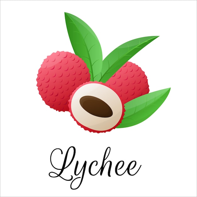 Lychee fruit drawings Summer tropical and vegetarian food for healthy lifestyle vector illustration