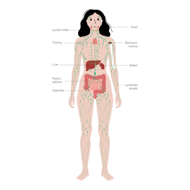 Vector lymphatic system in human body