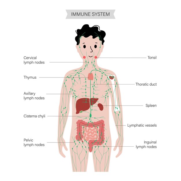 Vector lymphatic system in human body