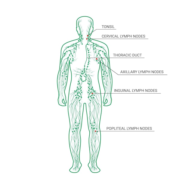 The lymphatic system labeled on a male body