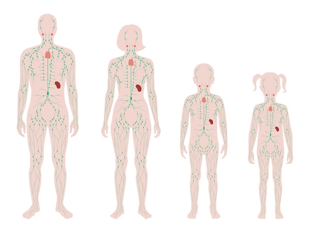 Vector lymphaticsystem