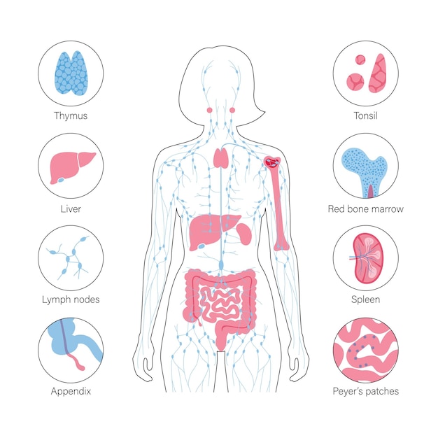 LymphaticSystem