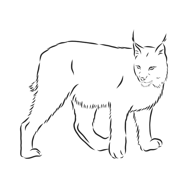 Lynx Wild cat Predator Hand drawn Black and white Stylized