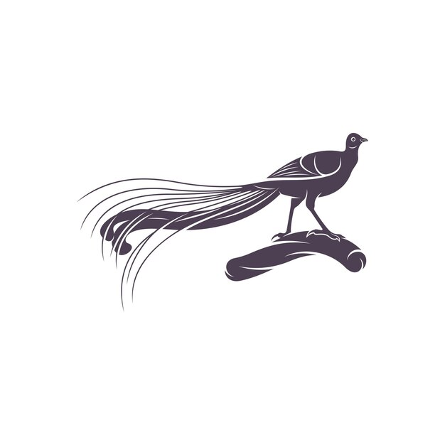 Lyrebird vector illustration design Lyrebird Silhouette Lyrebird design template