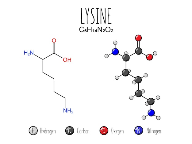 Vector lysine amino acid representation