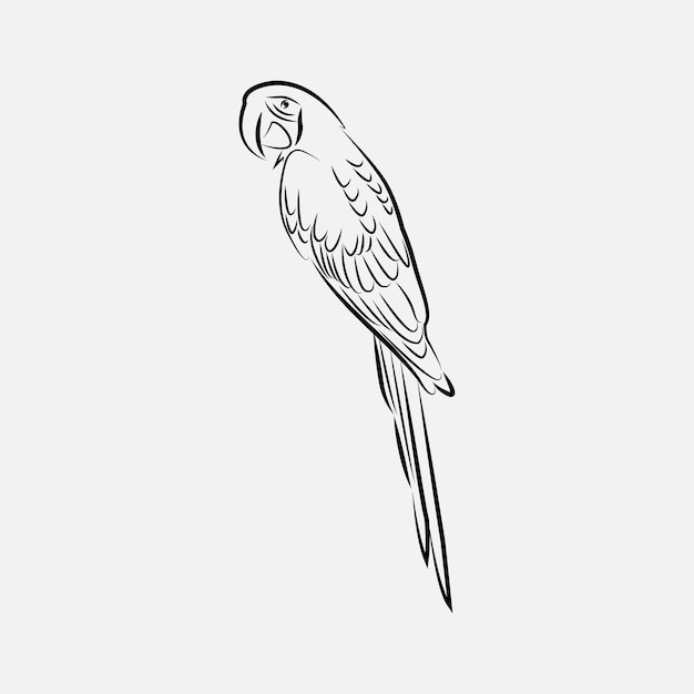 macaw parrot line art