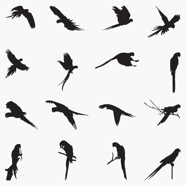 Macaw Silhouettes illustration