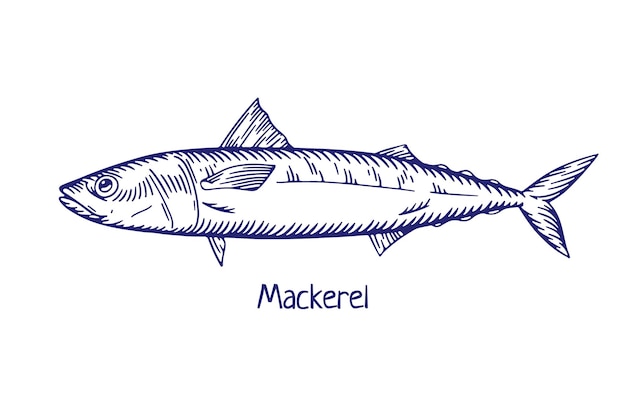 Mackerel detailed engraved drawing in retro style Vintage sea ocean fish Marine water animal species etched ink scombridae fauna Handdrawn vector illustration isolated on white background