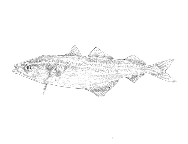 Mackerel fish Illustration