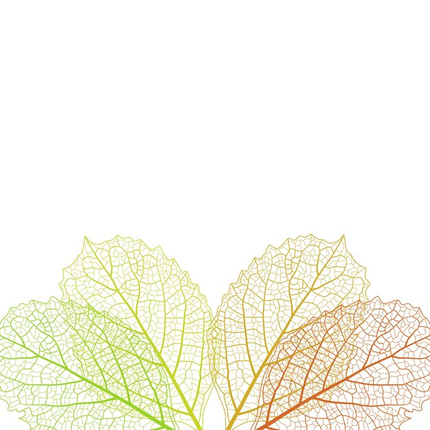 Vector macro colorful leaves vein background