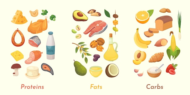 Macronutrients  illustration. Main food groups : proteins, fats and carbohydrates. Dieting, healthy eating concept.