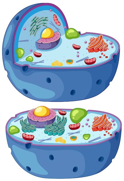 Magnified diagram of a plant cell