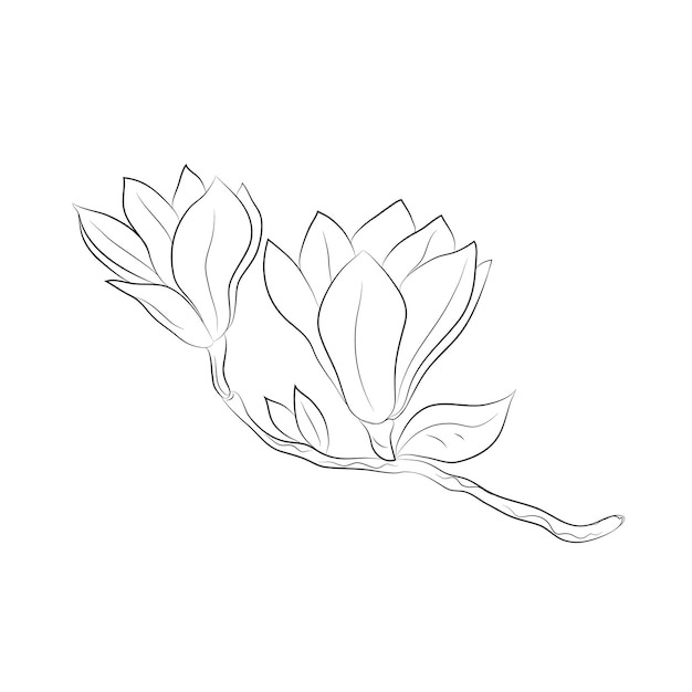 Magnolia 2 flowers drawn by lines Isolated bud on a branch For invitations and cards