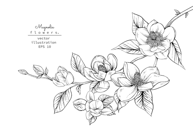 Magnolia flower drawings. 