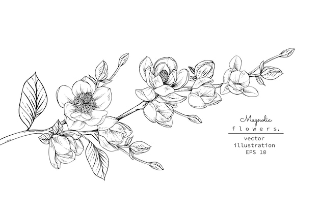 Magnolia flower drawings. 