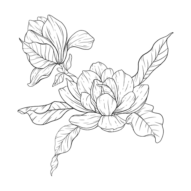 Magnolia Flower Line Art Floral Coloring Page Outline Flowers