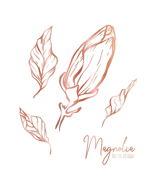 Magnolia flower line illustration set Hand drawn rose gold outline wedding herb elegant leaves