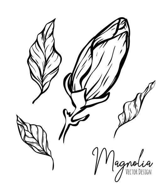 Magnolia flower line illustration set Handdrawn contour outline of wedding herb elegant leaves