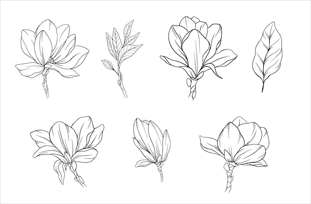 Magnolia flower Outline Line Drawing Magnolia