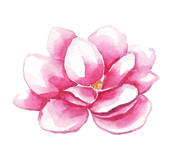 Magnolia flower