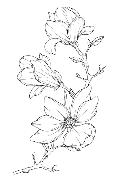 Magnolia Line Drawing Flower Coloring Page Floral Line Art