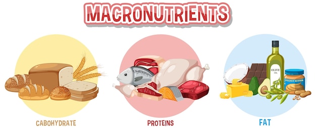 Main food groups macronutrients vector