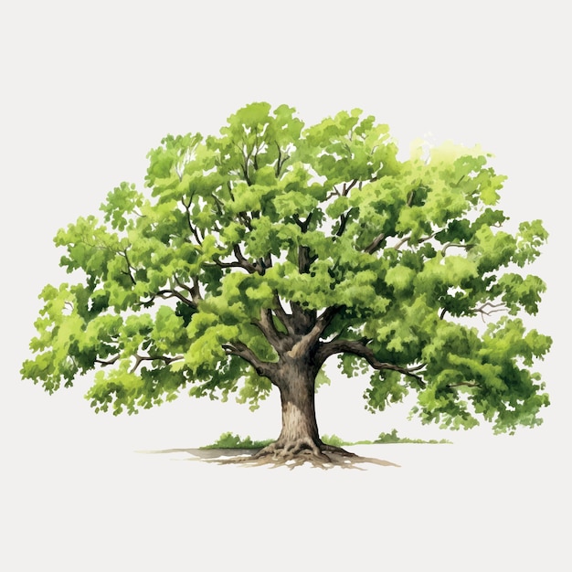 Majestic oak tree illustration nature