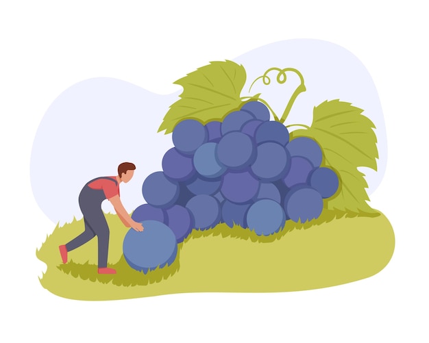 Male cartoon characters making wine from organic grapes Growing cultivated grapes Male character cut down giant bunches of blue grapes Racemation Generous summer harvest