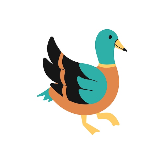 Male Duck Illustration