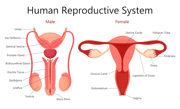 Male and female human reproductive system with labelled parts on white background isolated vector flat illustration