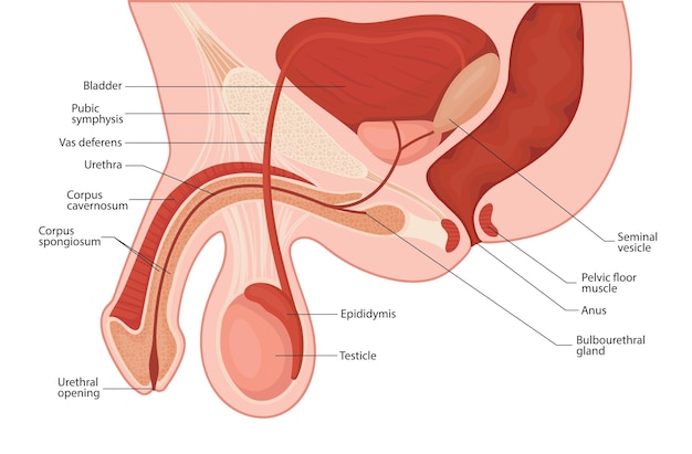 Male reproductive system penis medical vector illustration