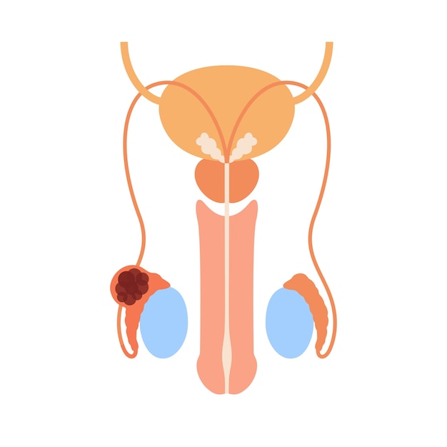 Male reproductive system