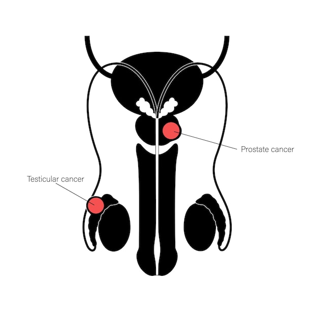 Male reproductive system