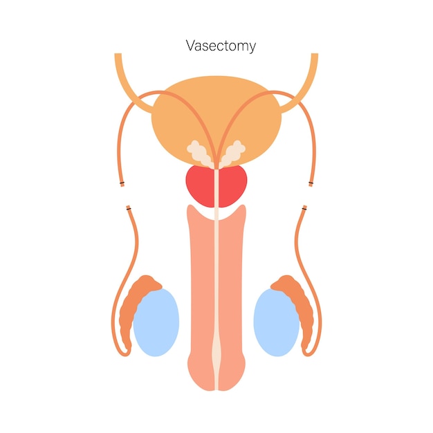 Male reproductive system