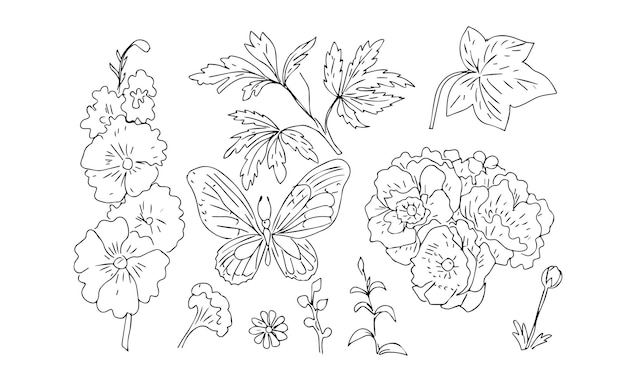 mallow flowers butterfly insects garden anemones leaves exotic flowering plants graphic illustrati