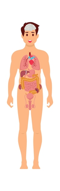 Man anatomy Human organs Vector illustration