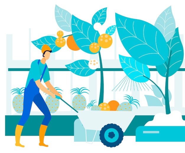 Man Collects Tropical Fruits in Greenhouse. Vector