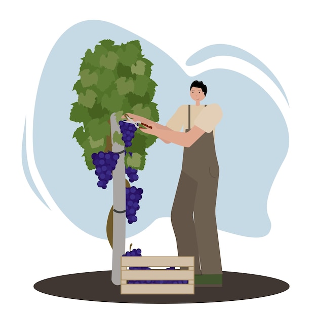 A man pruning grapes from vine in vineyard with pruner Vector illustration in flat style on white background isolated Ideal for demonstrating farm life agricultural tools and seasonal products