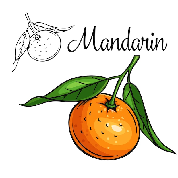 Mandarin drawing icon