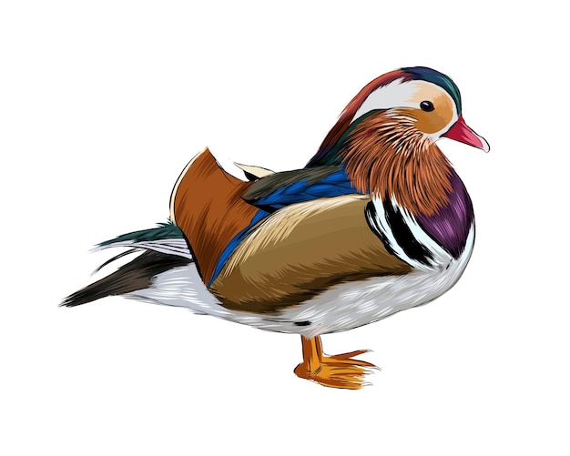 Mandarin duck watercolor.